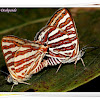 Common Silverline Butterfly