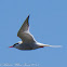 Common Tern; Charrán Común