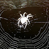 Hairy Field Spider web