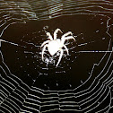 Hairy Field Spider web