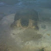 Common Snapping Turtle