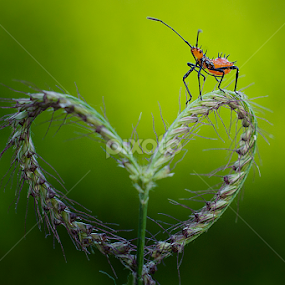 The love by Tamin Ibrahim - Animals Insects & Spiders