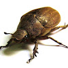 Chafer Beetle