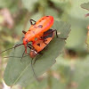 [G] Red Bug - mating