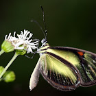 clear wing butterfly