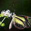 clear wing butterfly