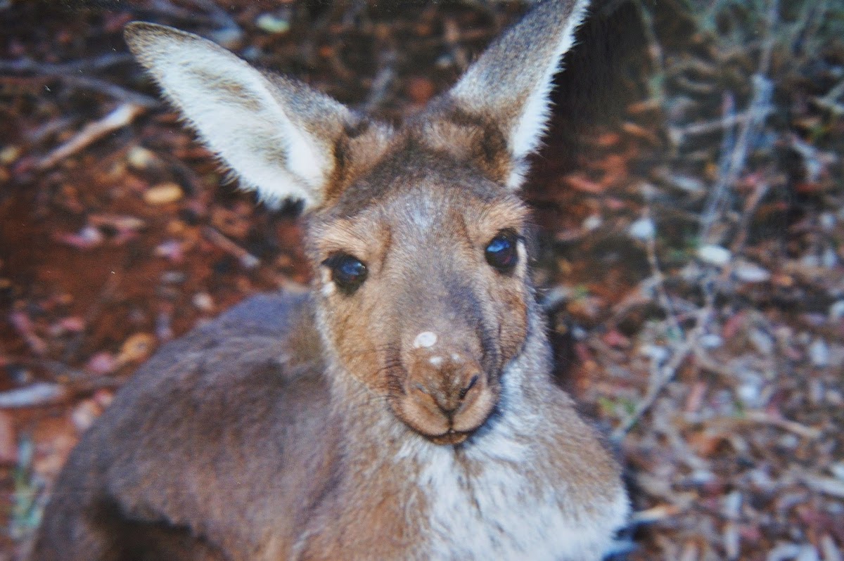 Eatern Grey Kangaroo