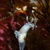 Nudibranch