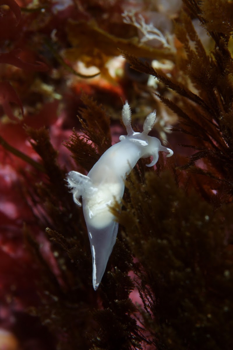 Nudibranch