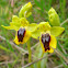 Yellow Ophrys