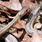 Eastern Garter Snakes