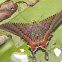 Eyetailed Moth