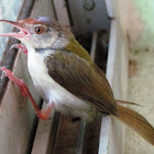 Common Tailorbird