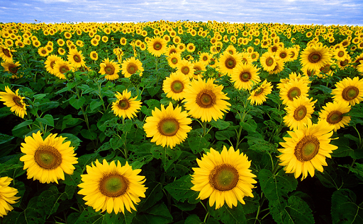 Sunflower Live Wallpaper