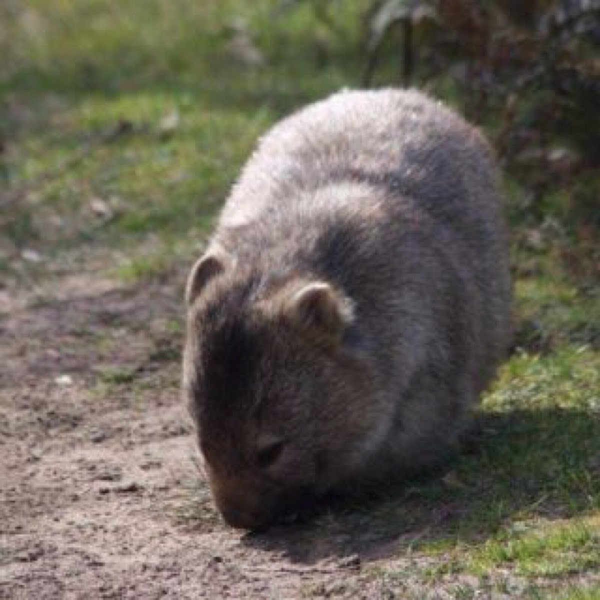 Common wombat