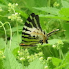 Fivebar Swordtail