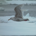 Glaucous Gull (juvenile)