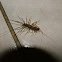 House Centipede