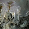 Moon jelly