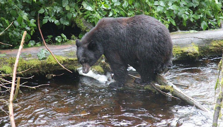 Fishing Mama-bear style in Ketchikan Creek, Alaska.