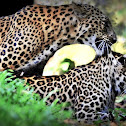 Mating Indian leopards