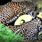 Mating Indian leopards