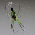 Large Jawed Spider - Decorative Leucauge