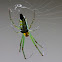 Large Jawed Spider - Decorative Leucauge