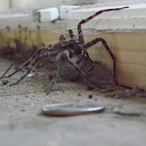 Ohio Spiders