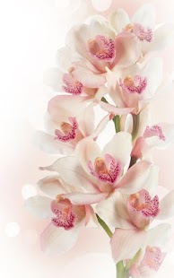 How to install Orchid Live Wallpaper patch 2.0 apk for pc