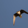 Peregrine Falcon  - Falcão-peregrino