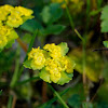 Alternate-leafed Golden Saxifrage