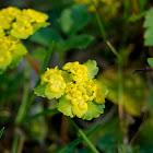 Alternate-leafed Golden Saxifrage