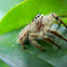 Jumping Spider (Female)