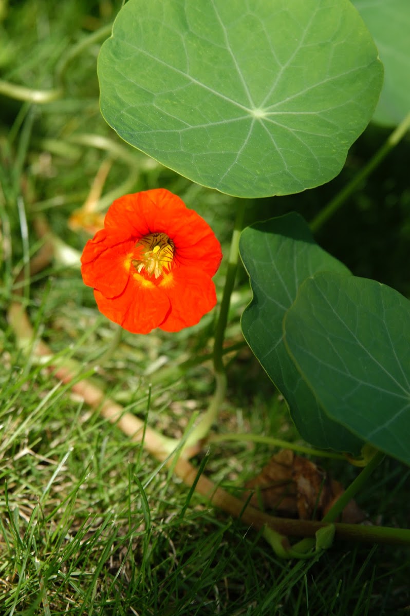 Garden Nasturtium