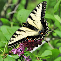 Eastern Tiger Swallowtail