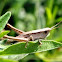 Brown Grasshopper