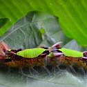 Caterpillar of Morpho cypris