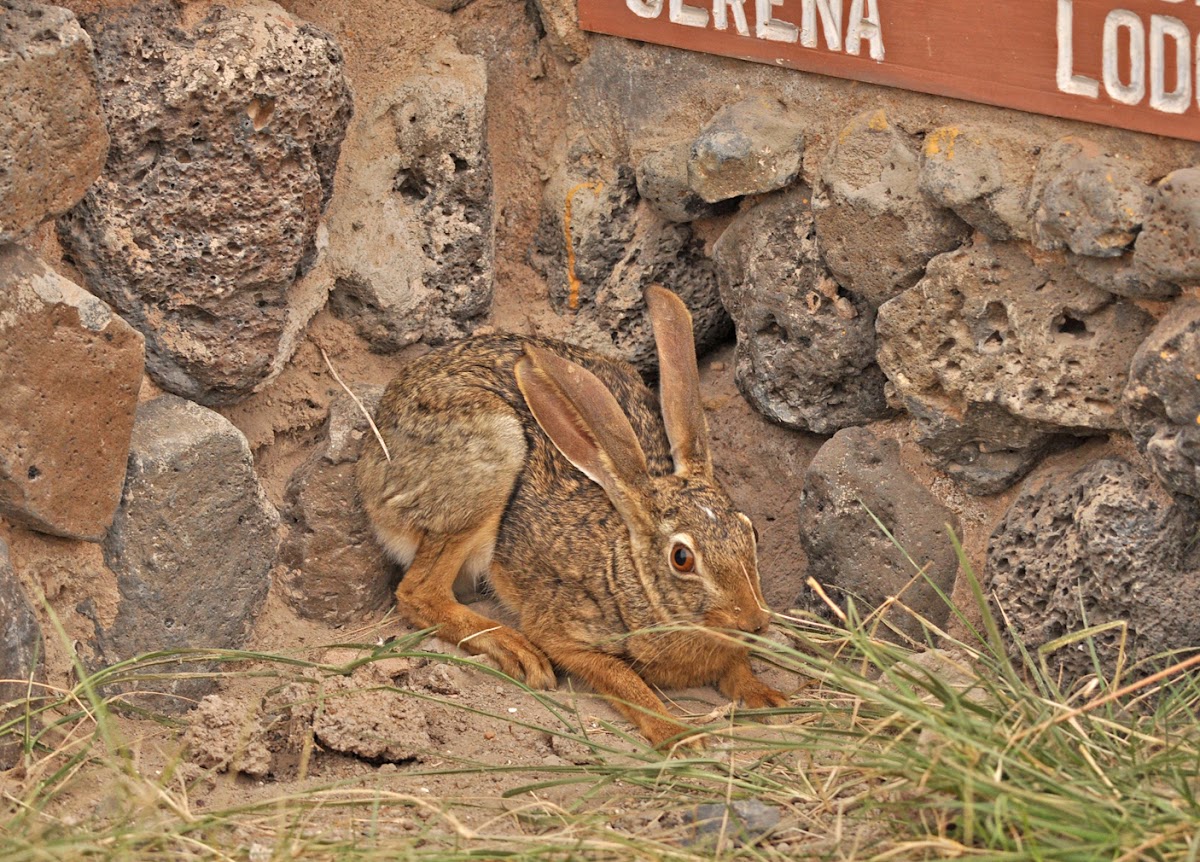Scrub Hare