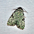 Green Leuconycta Moth