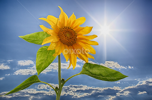 by Albin Bezjak - Flowers Single Flower