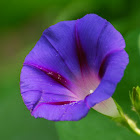 Purple Morning Glory