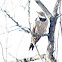 Common Flicker Red-shafted race