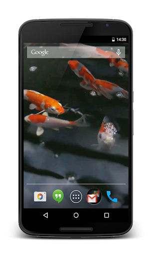 Koi Video Live Wallpaper