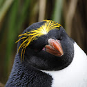 Macaroni penguin