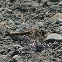 Variegated Meadowhawk