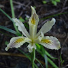 Yellowleaf iris