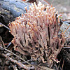 Upright Coral - fungi