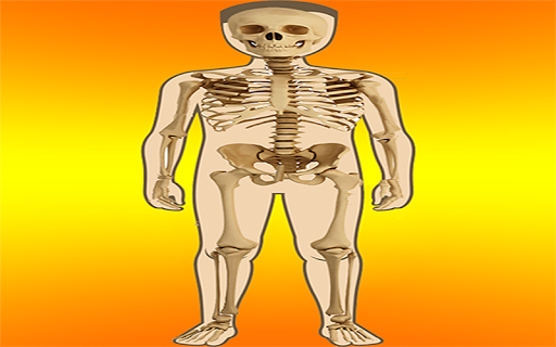 Body Parts - Skeletal System
