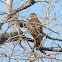 Red-tailed Hawk (immature)